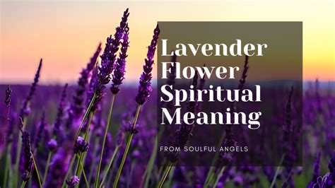 Lavender's Magical Effect on Stress and Anxiety